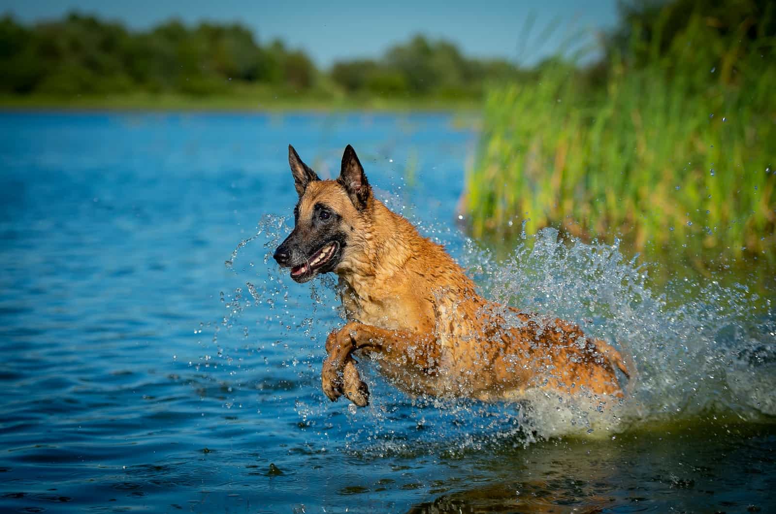 Belgian Malinois playing in water