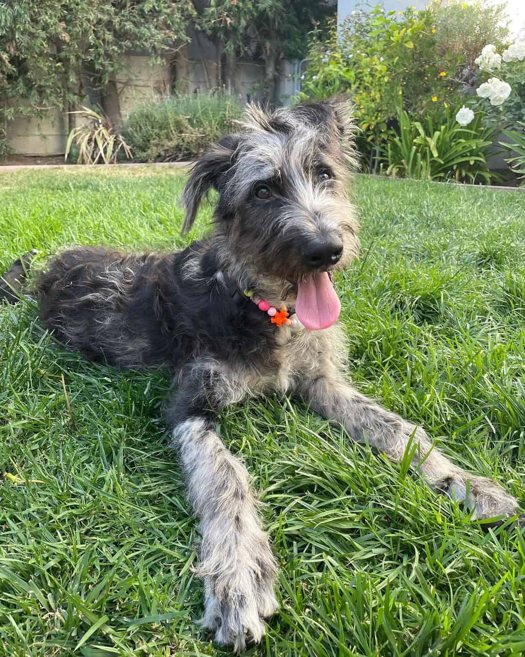 belgian malinois poodle mix