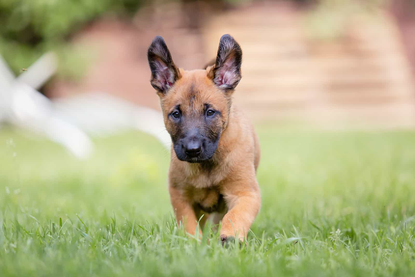 Belgian Malinois puppy on the grass