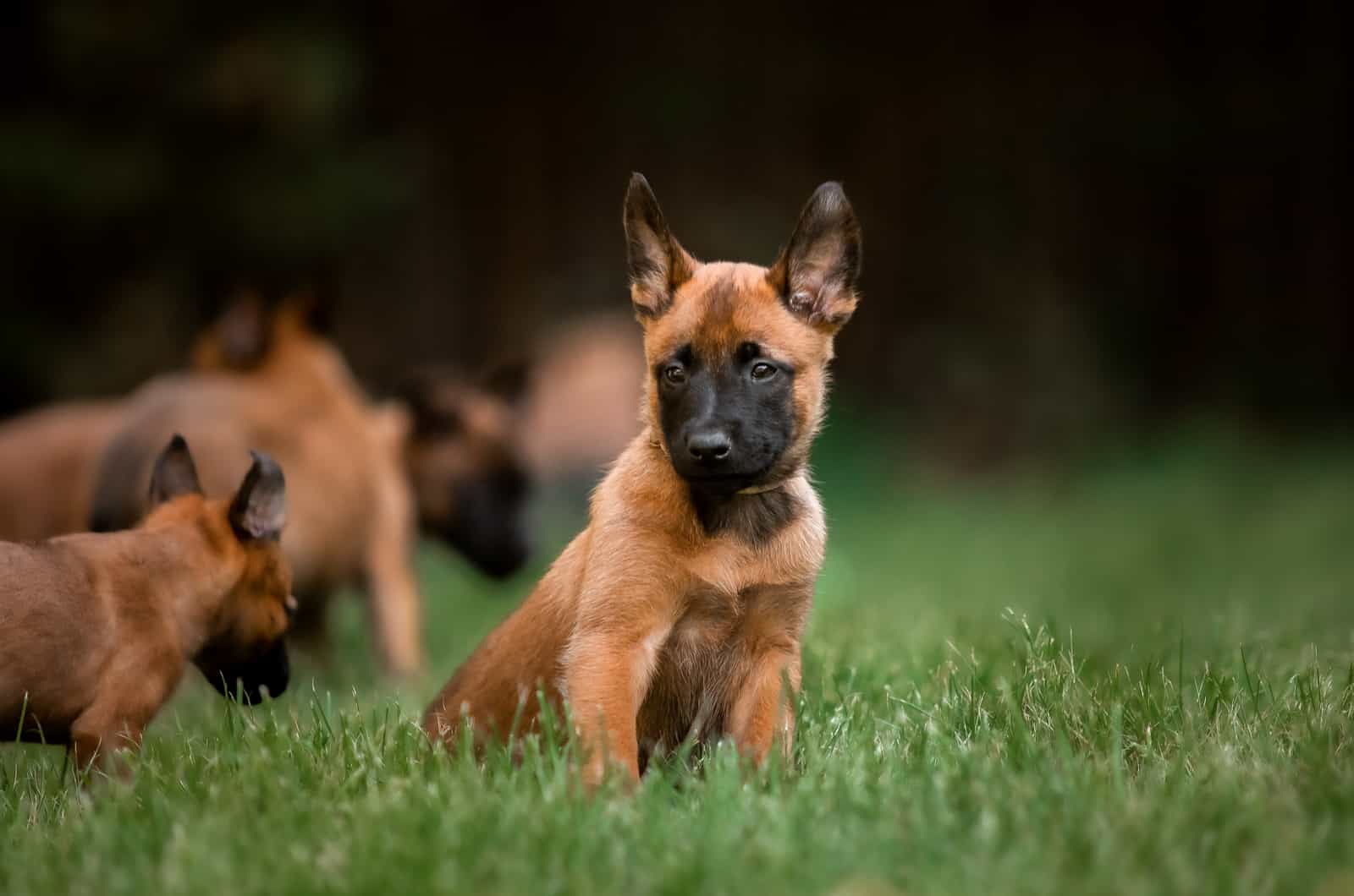 Belgian Malinois puppy outside on grass