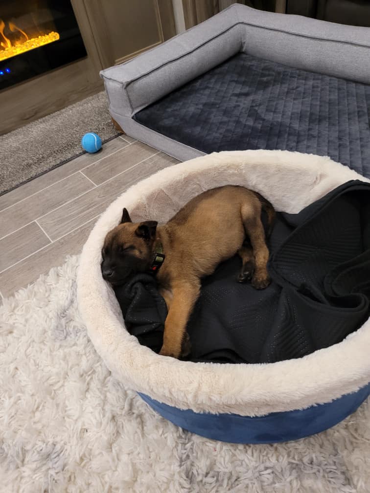 belgian malinois puppy sleeping in a dog bed