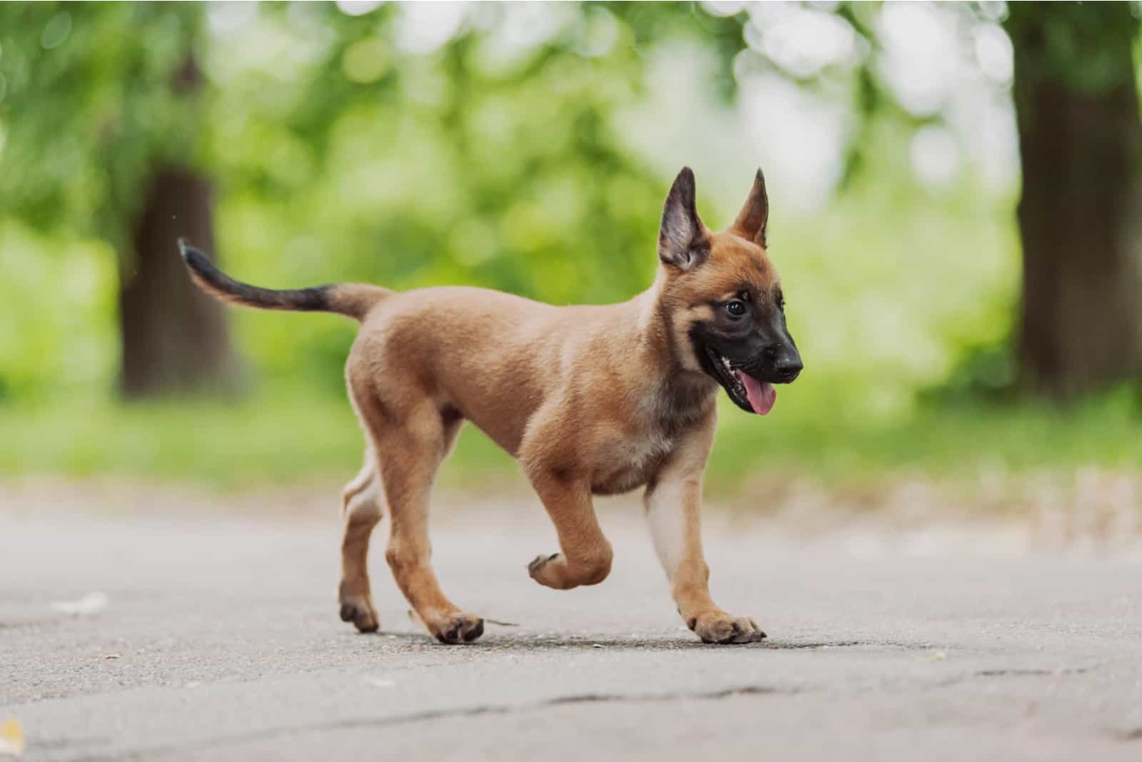 Belgian Malinois Puppy running outdoors