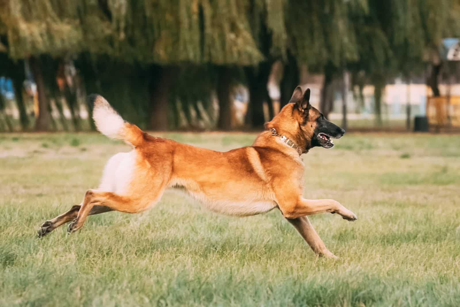 Belgian Malinois running on grass