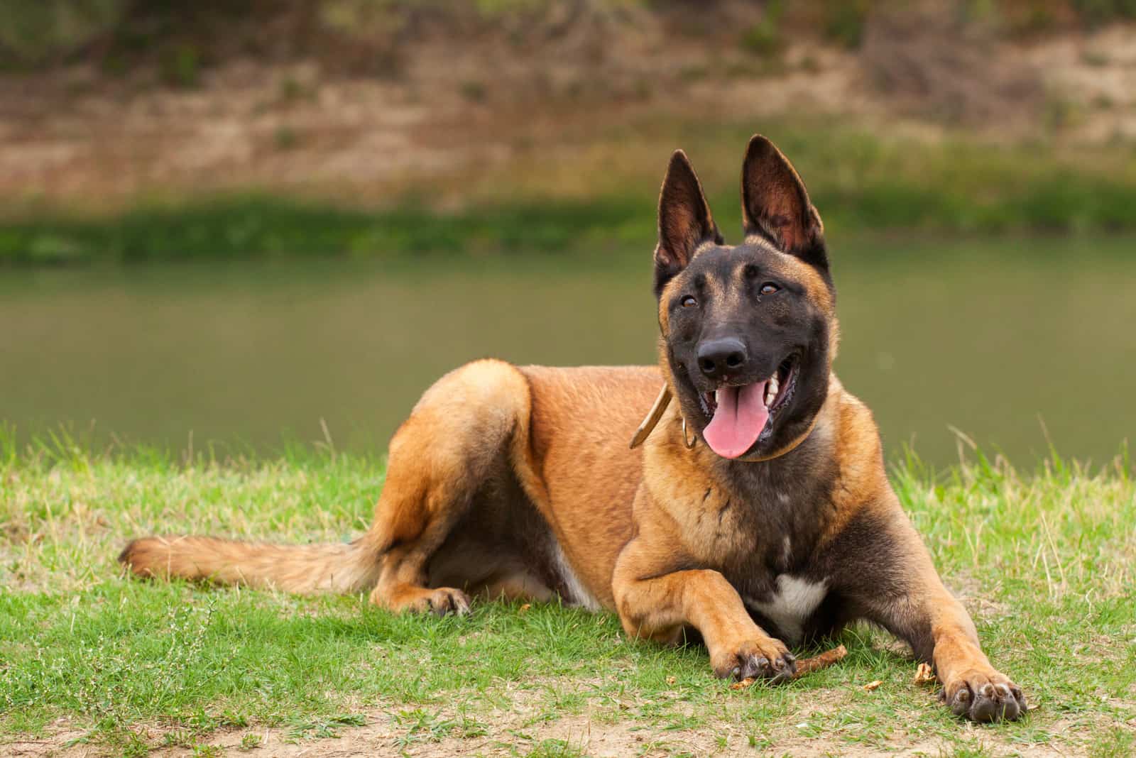 Belgian Malinois sitting by lake