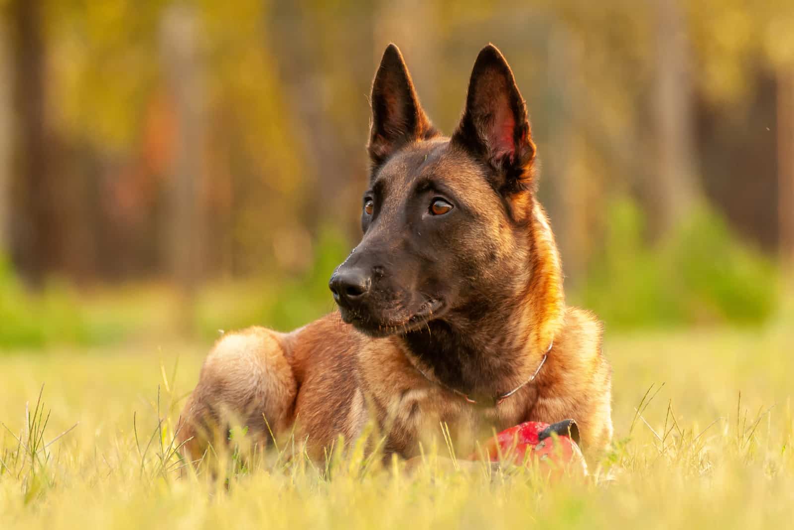 Belgian Malinois sitting on field looking away