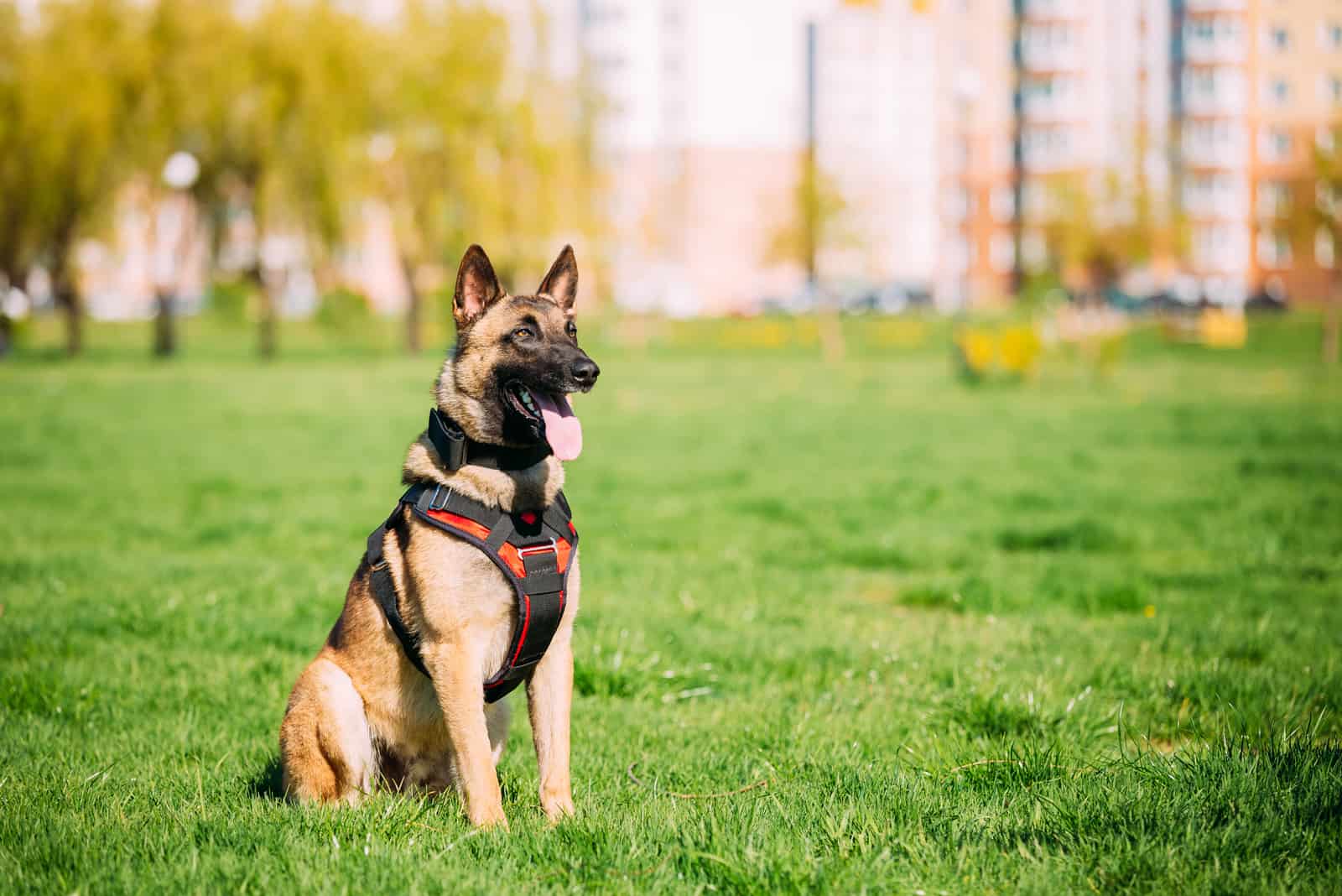 Belgian Malinois sitting outside