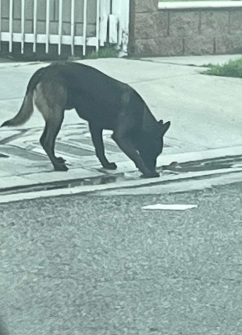 Belgian Malinois sniffs concrete on the street