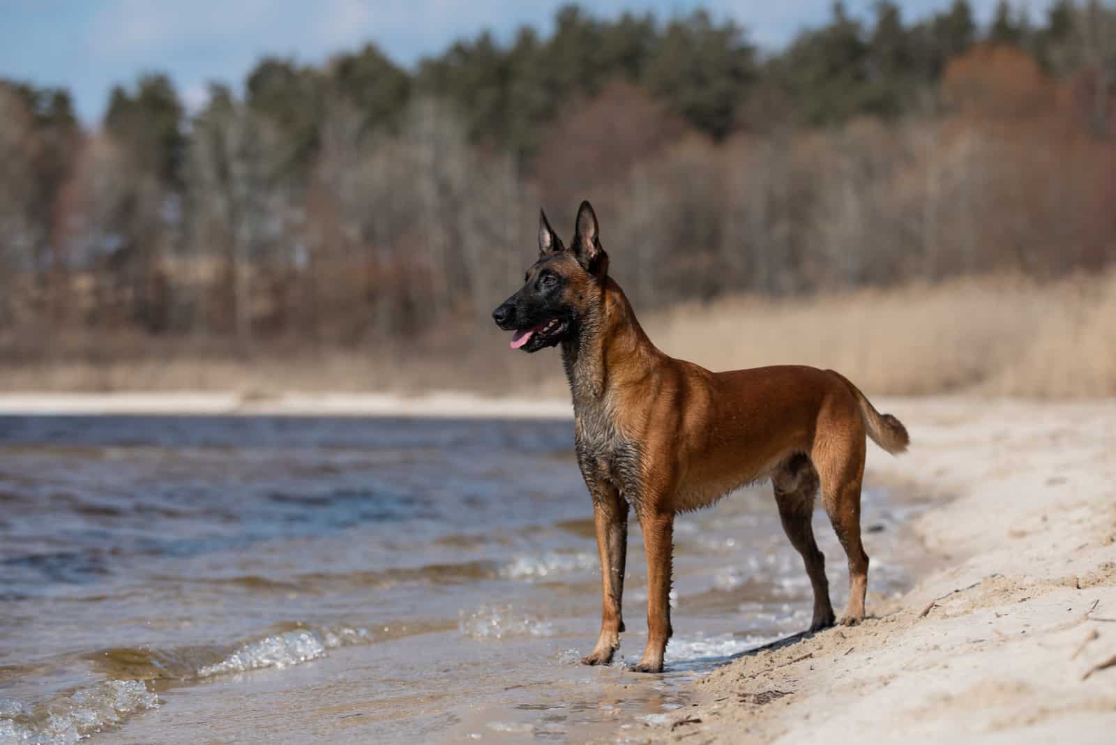 Belgian Malinois standing by lake