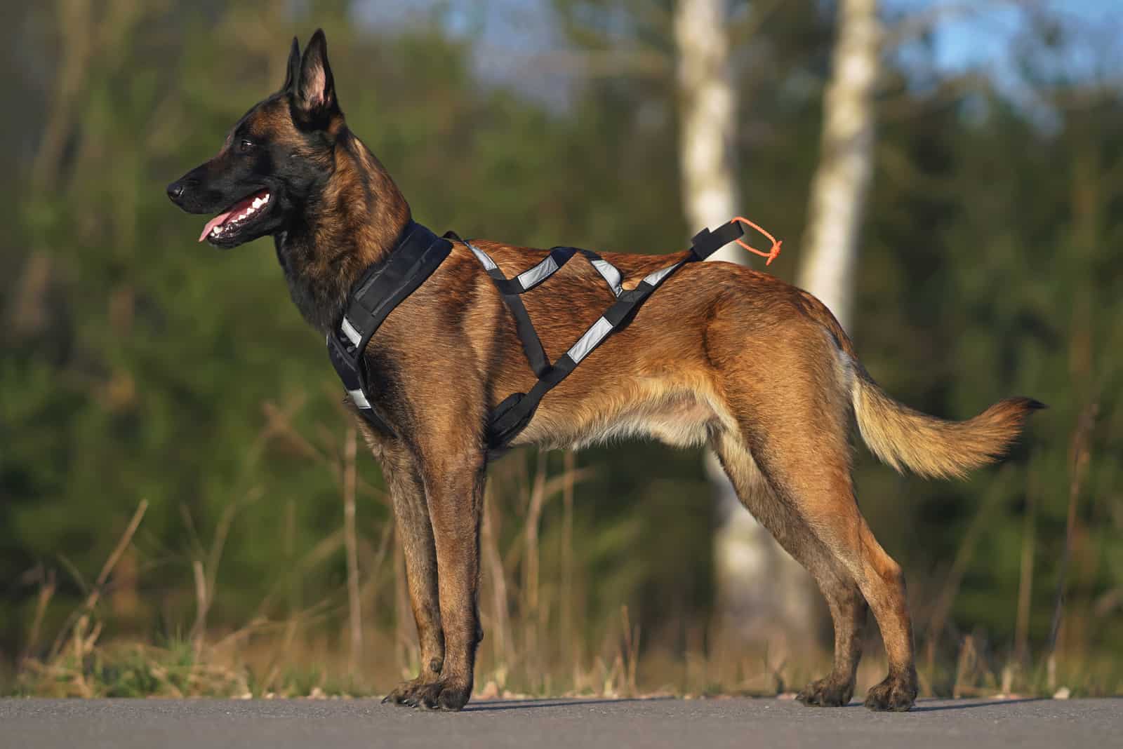 Belgian Malinois standing outside