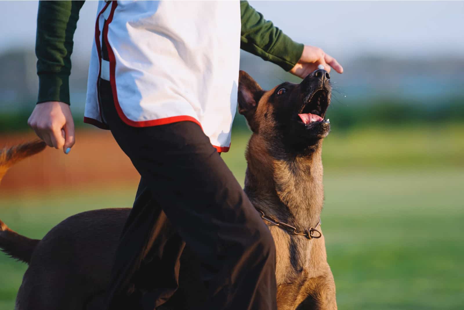 belgian malinois walking next to a man