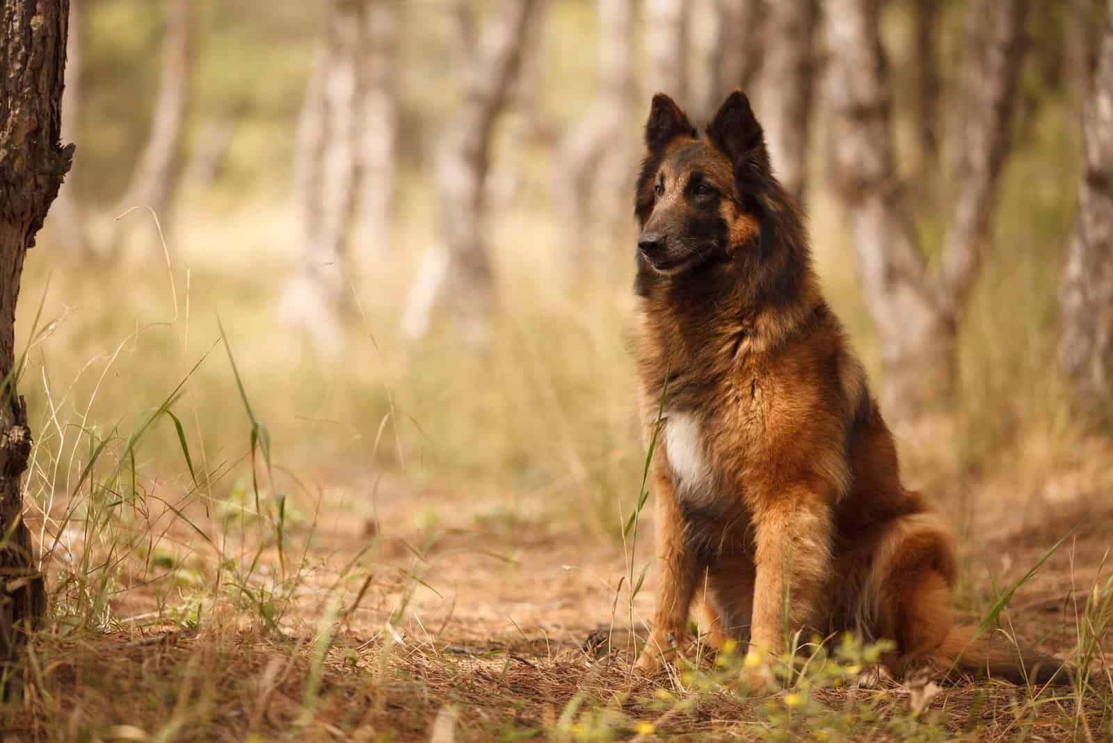 Belgian Sheepdog standing in woods