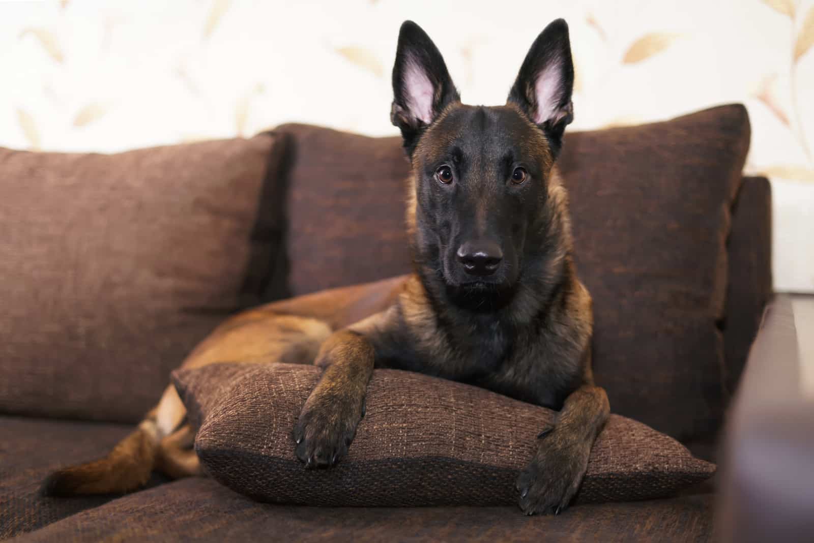 Belgian Shepherd dog Malinois lying indoors on a brown couch