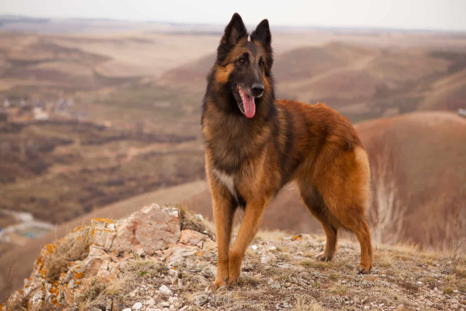 Belgian Tervuren stands on a mountain