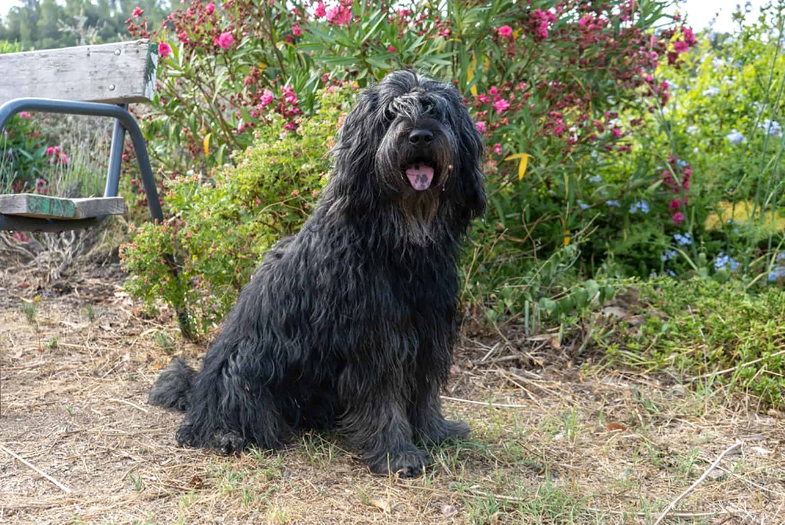 bergamasco sheepdog sitting in the garden