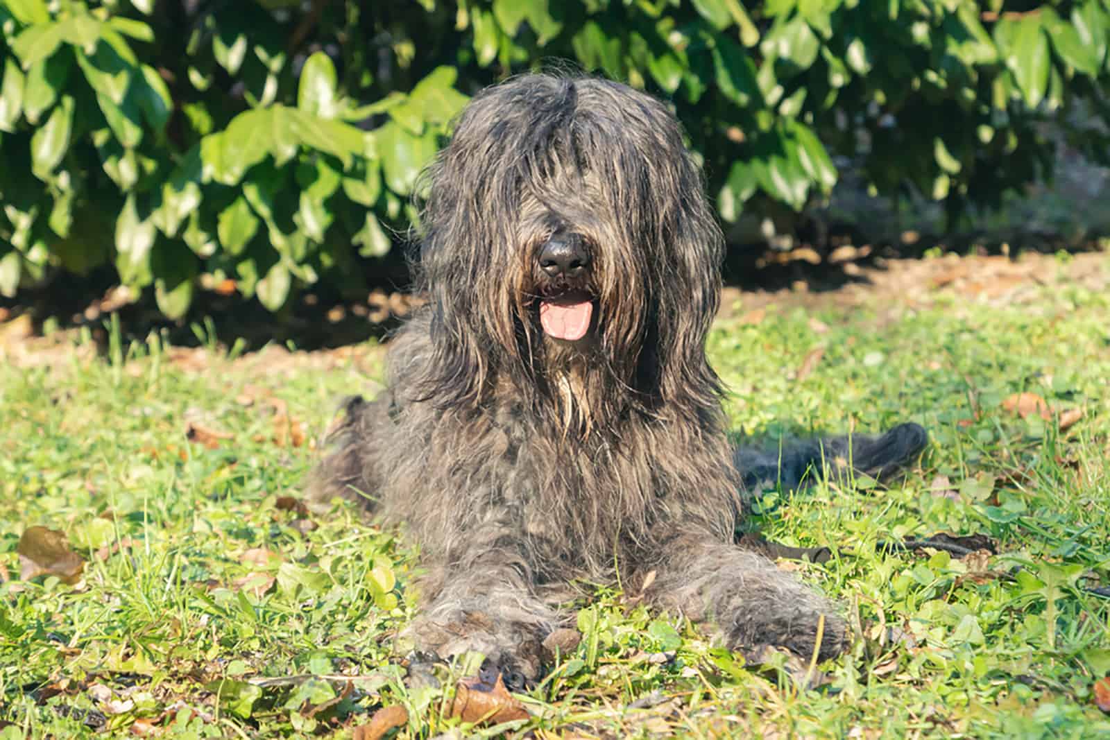 bergamasco shepherd dog lying in the grass