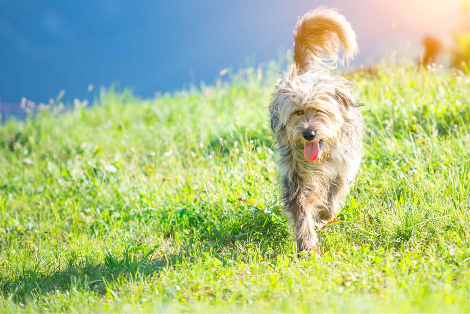 Bergamasco Shepherd walks across the meadow