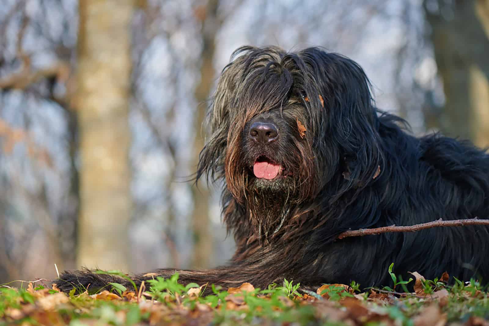 bergamasco shepherd lying in the forest