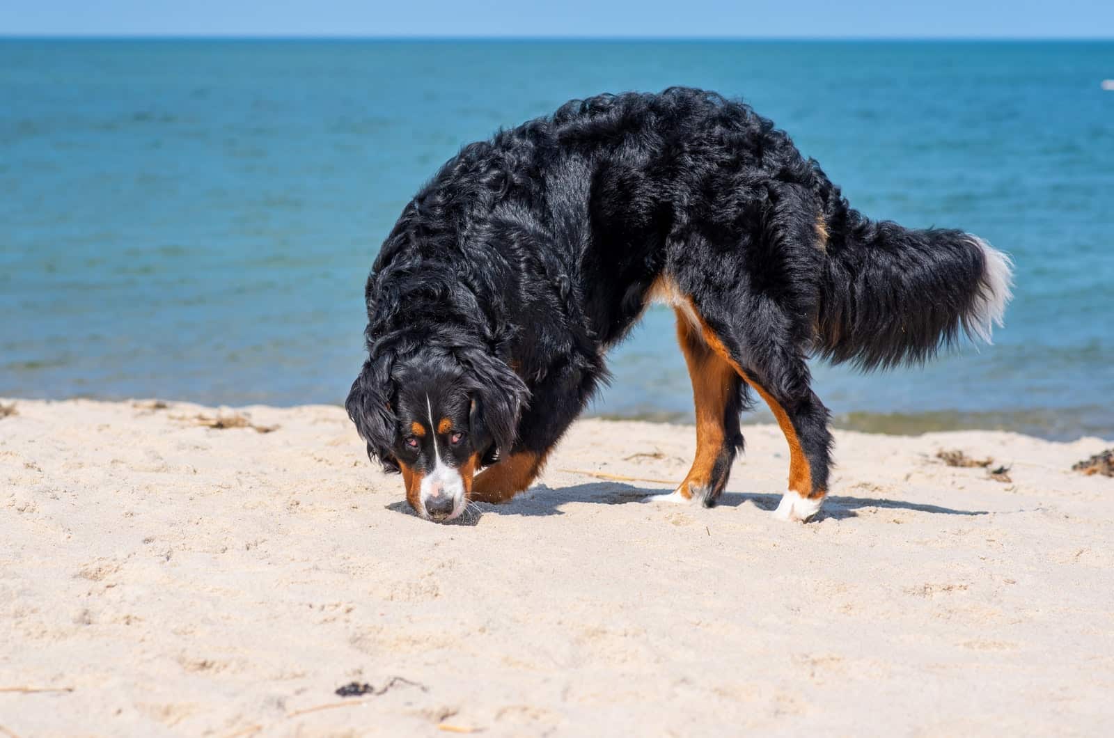 bernedoodle at the beach