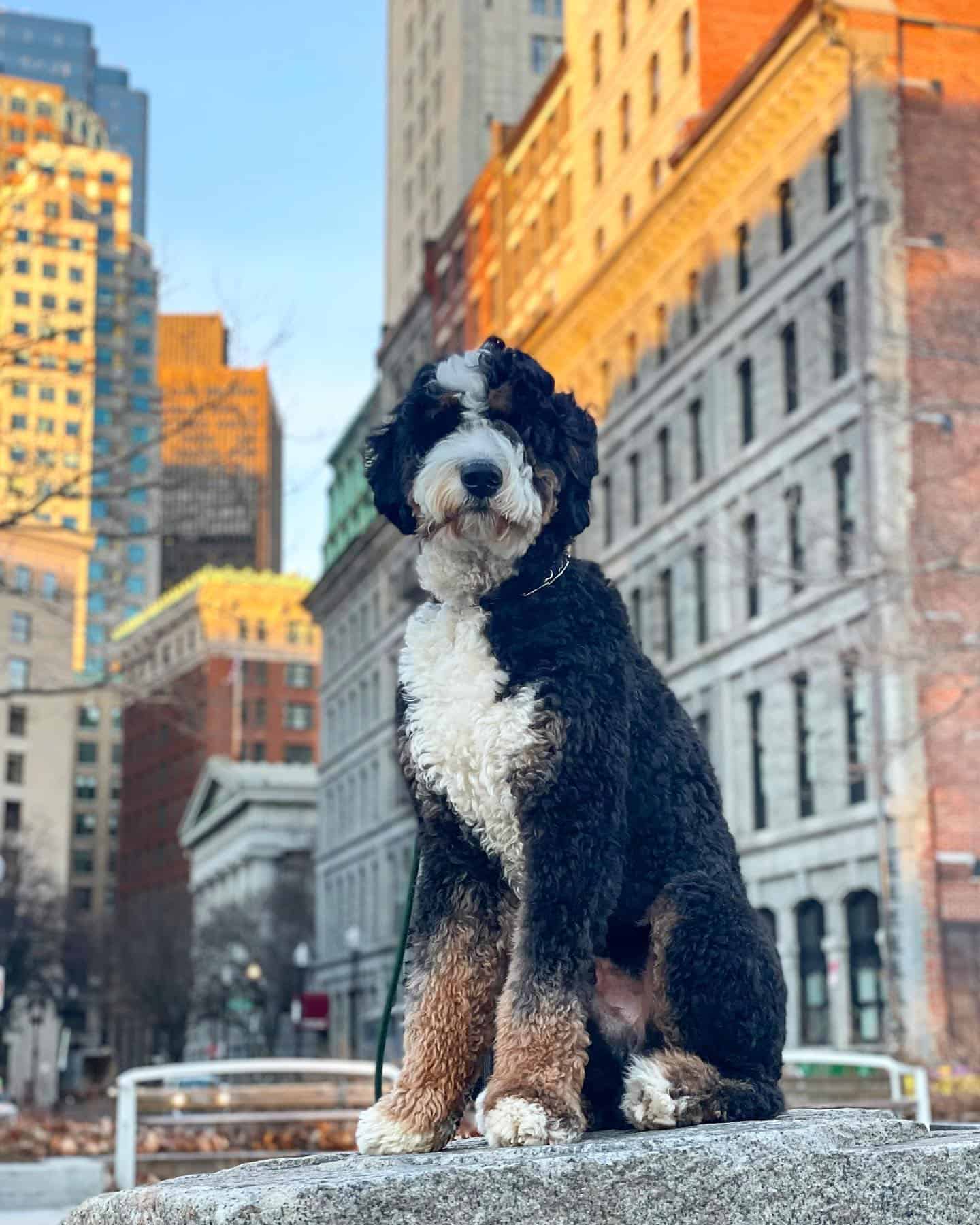 bernedoodle in boston