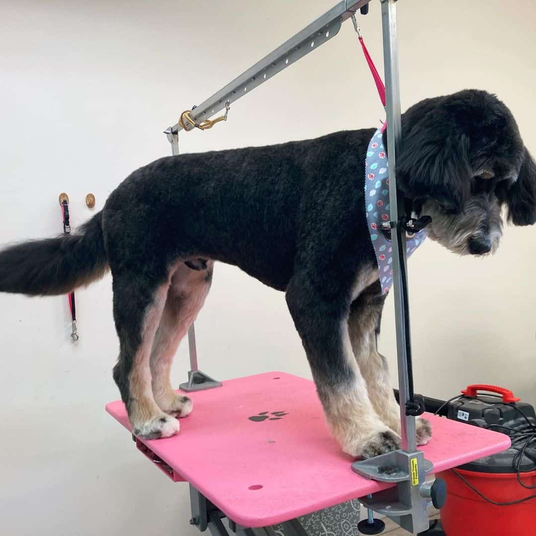 Bernedoodle Kennel Cut