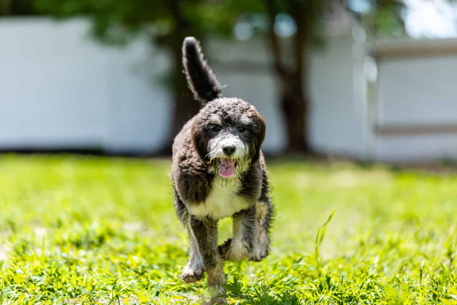 Bernedoodle Lamb Cut