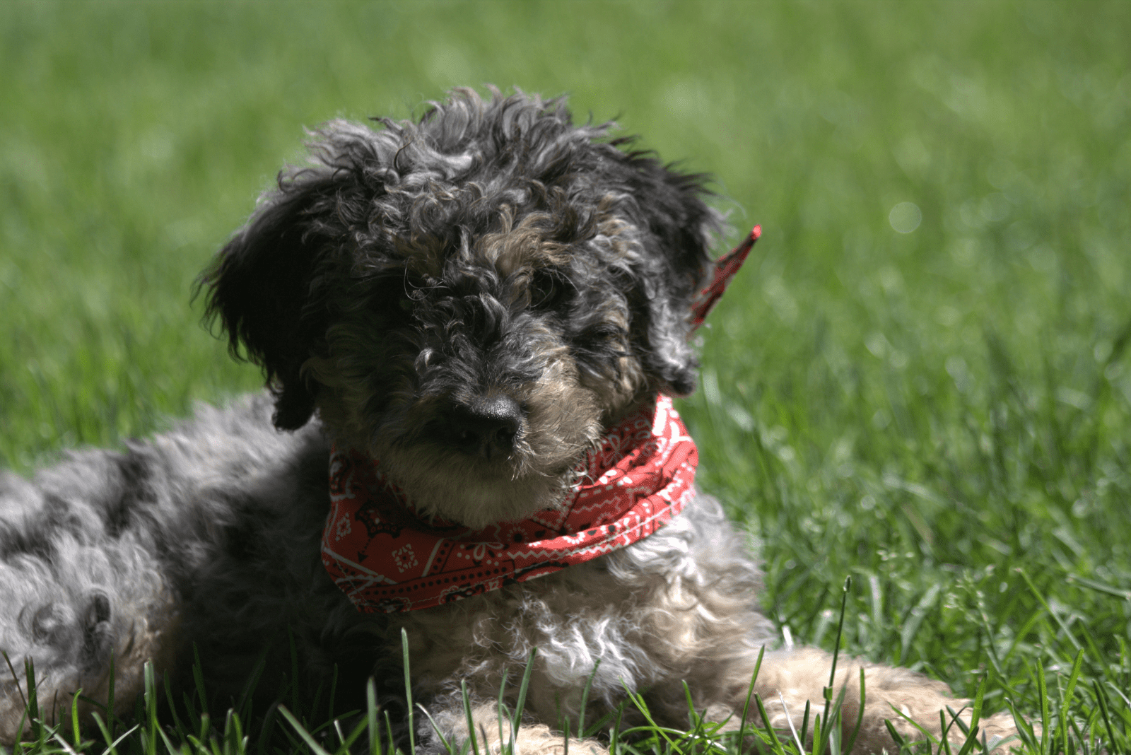 Bernedoodle lying in a field