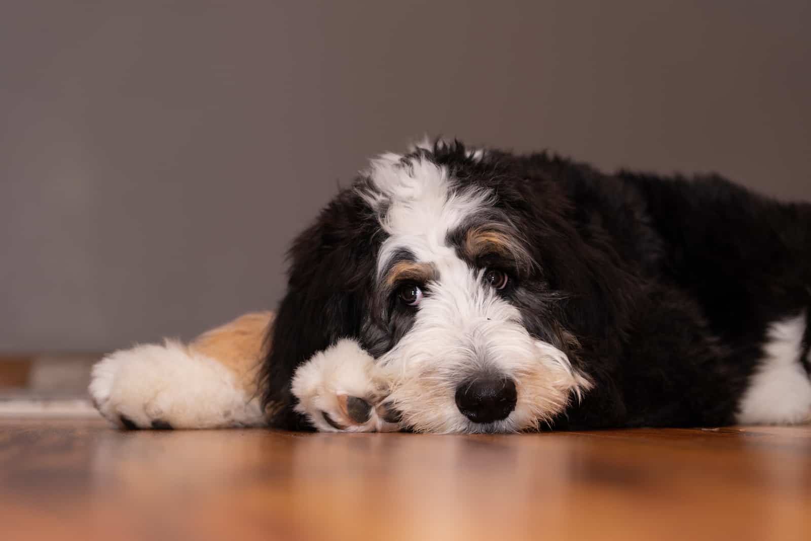 bernedoodle lying on the floor