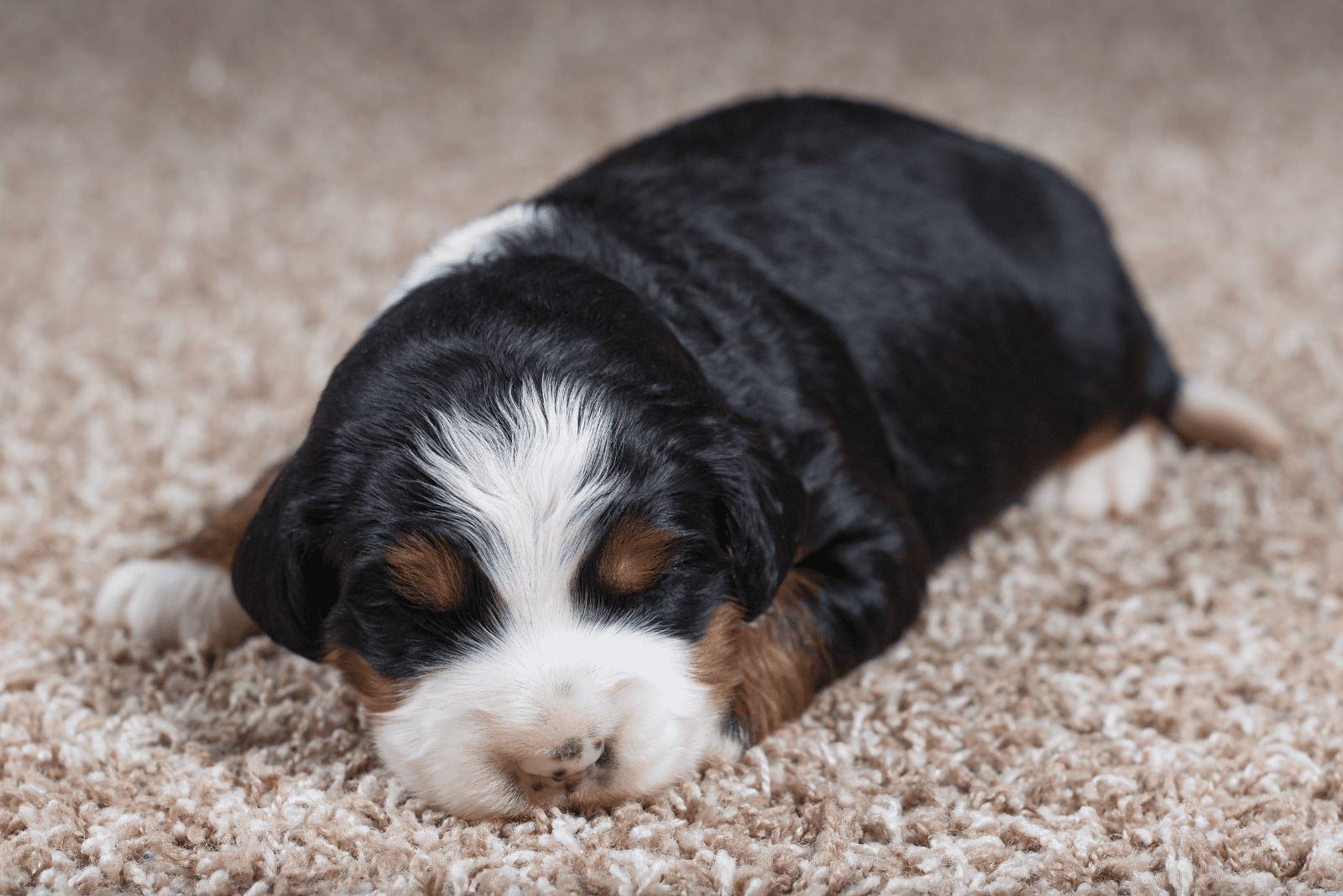 Bernedoodle lying on the floor