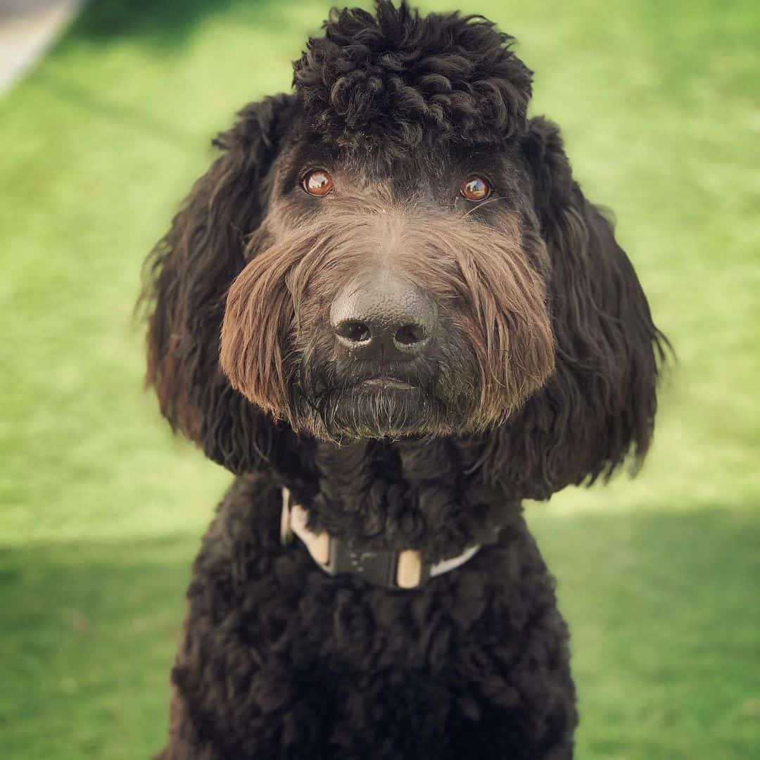 Bernedoodle Mohawk Cut