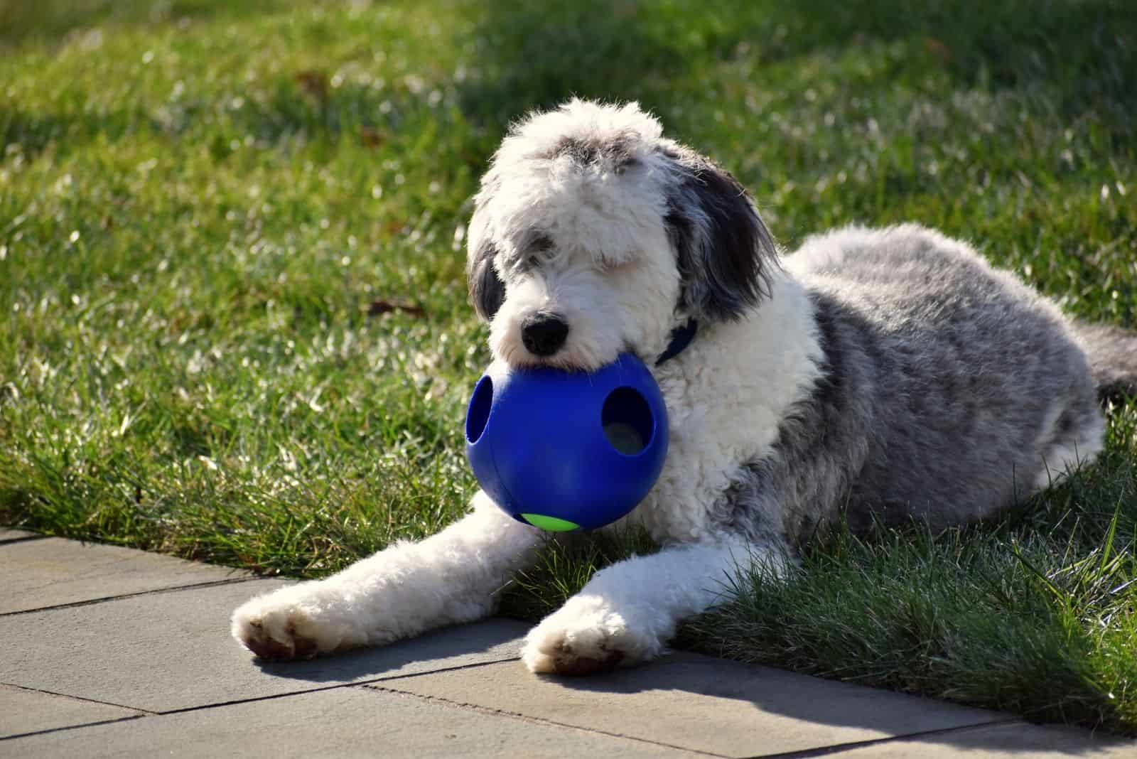 bernedoodle playing with ball outdoors near the road