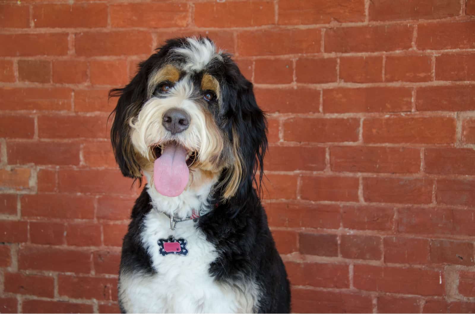 bernedoodle posing against brick wall