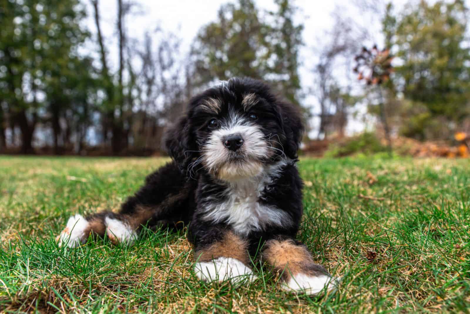 Bernedoodle Puppy lying on the ground