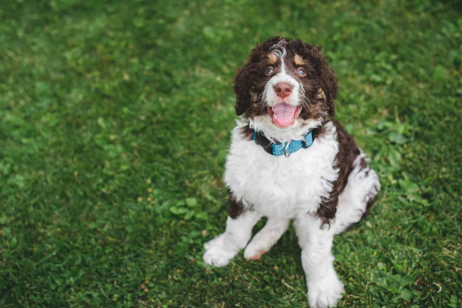 bernedoodle puppy sitting on the grass looking up