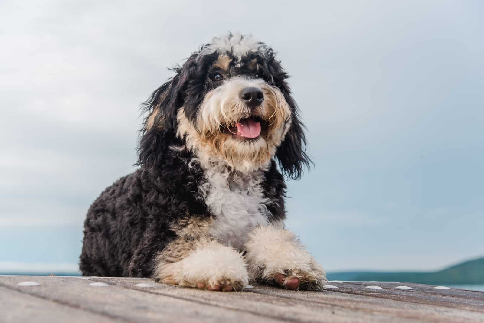 Bernedoodle sitting on dock outside