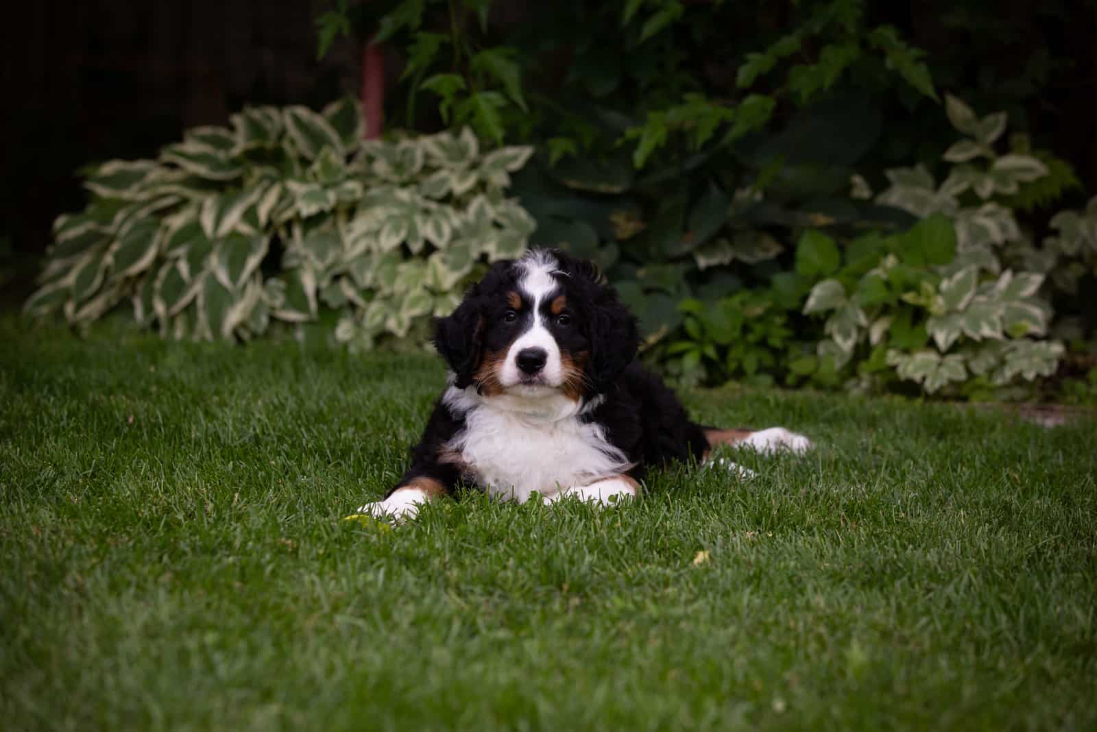 Bernedoodle sitting on grass