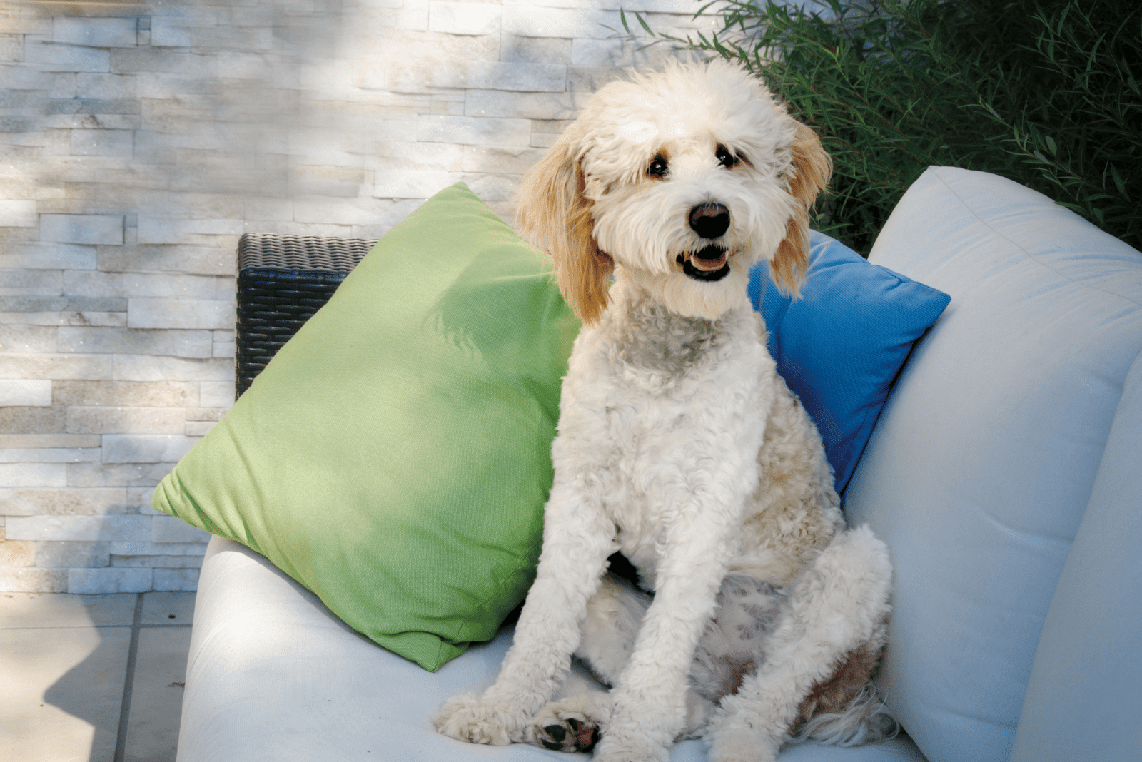 Bernedoodle sitting outdoors