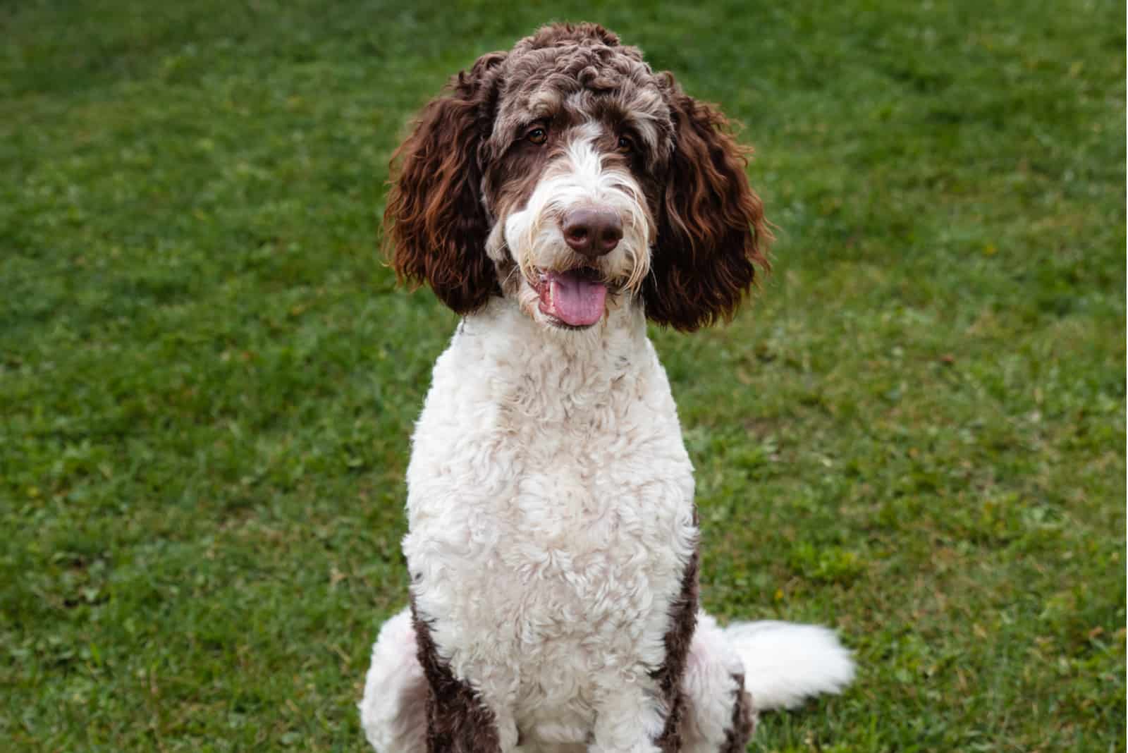 Bernedoodle Teddy Bear Cut