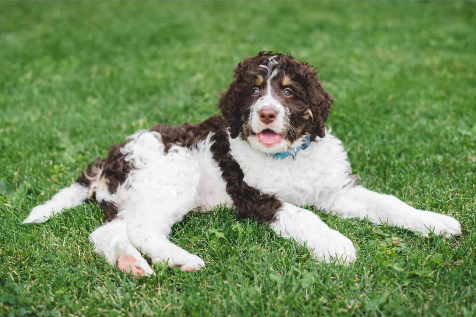 Bernedoodle Winter Cut