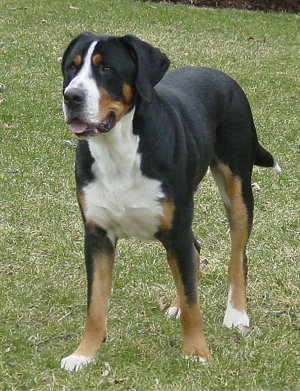 berner dane dog