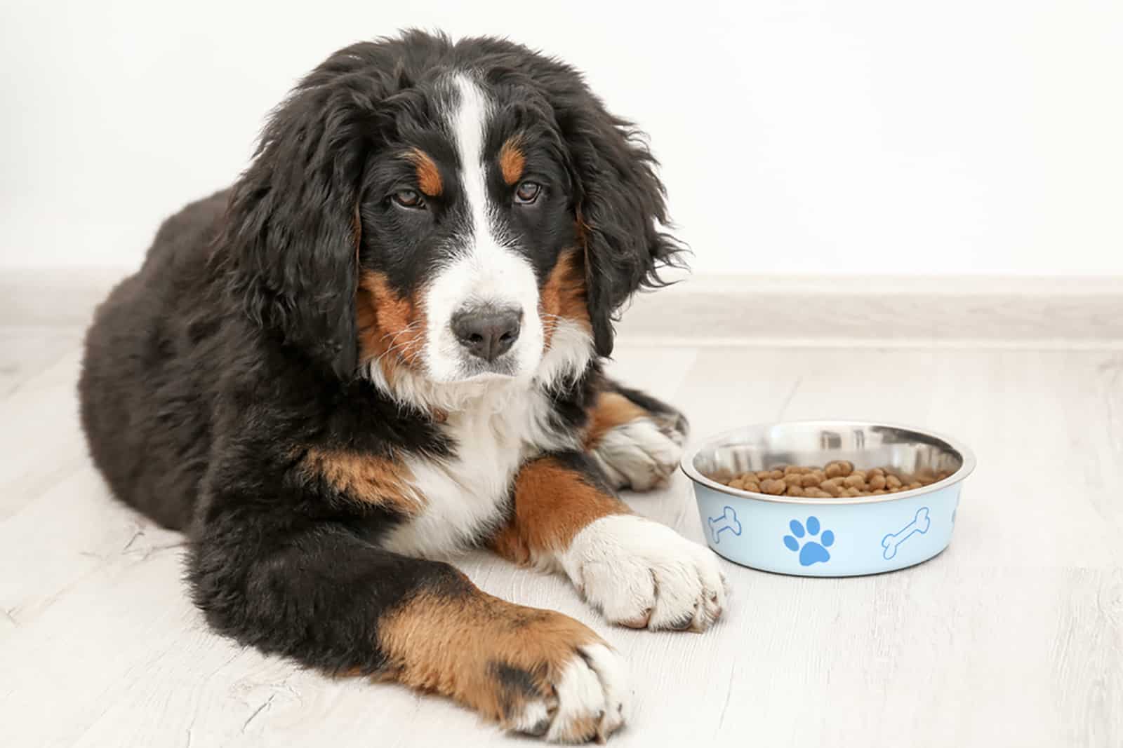 Bernese Mountain Dog Feeding Chart: Berner’s Healthy Diet