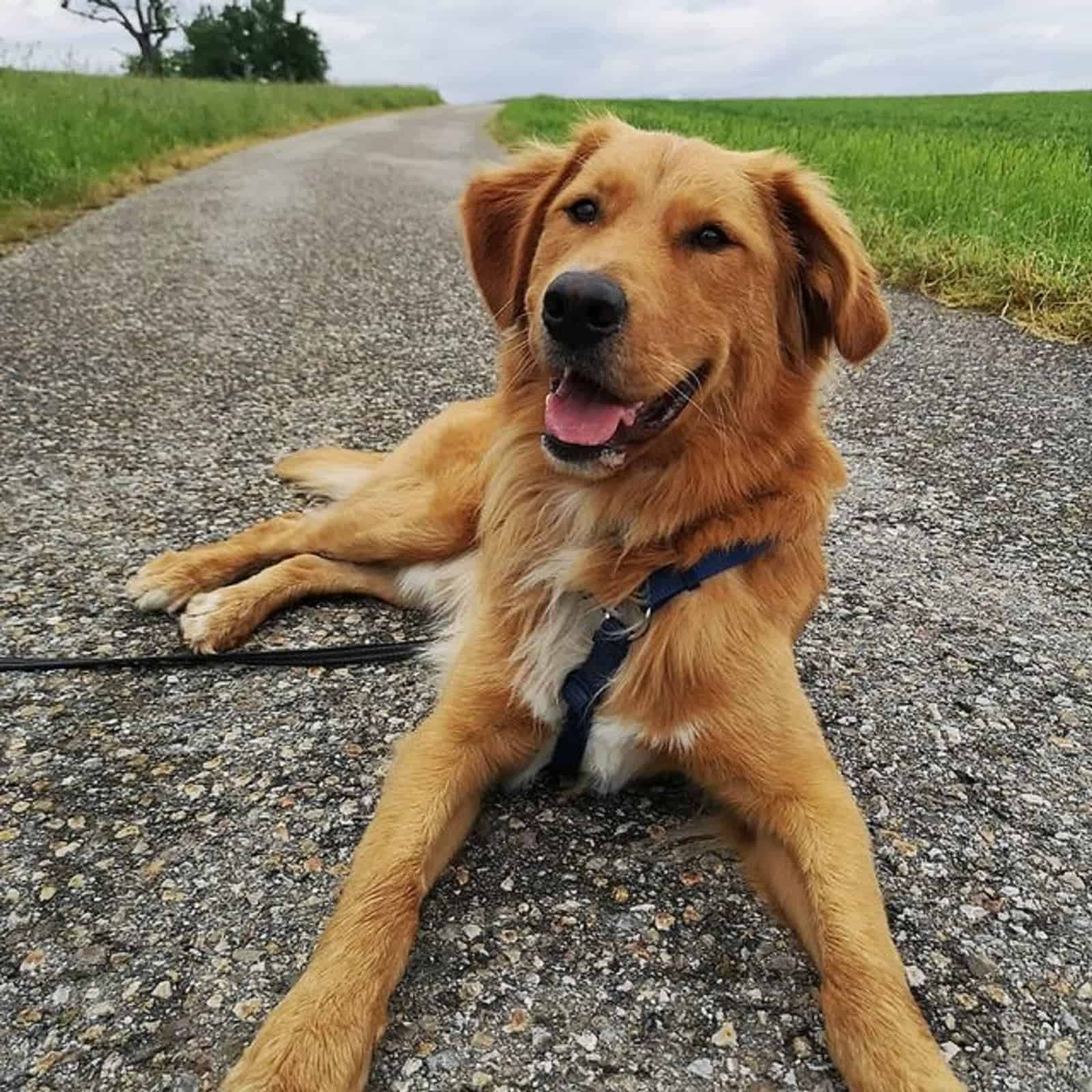 bernese mountain dog golden retriever mix lying on the road