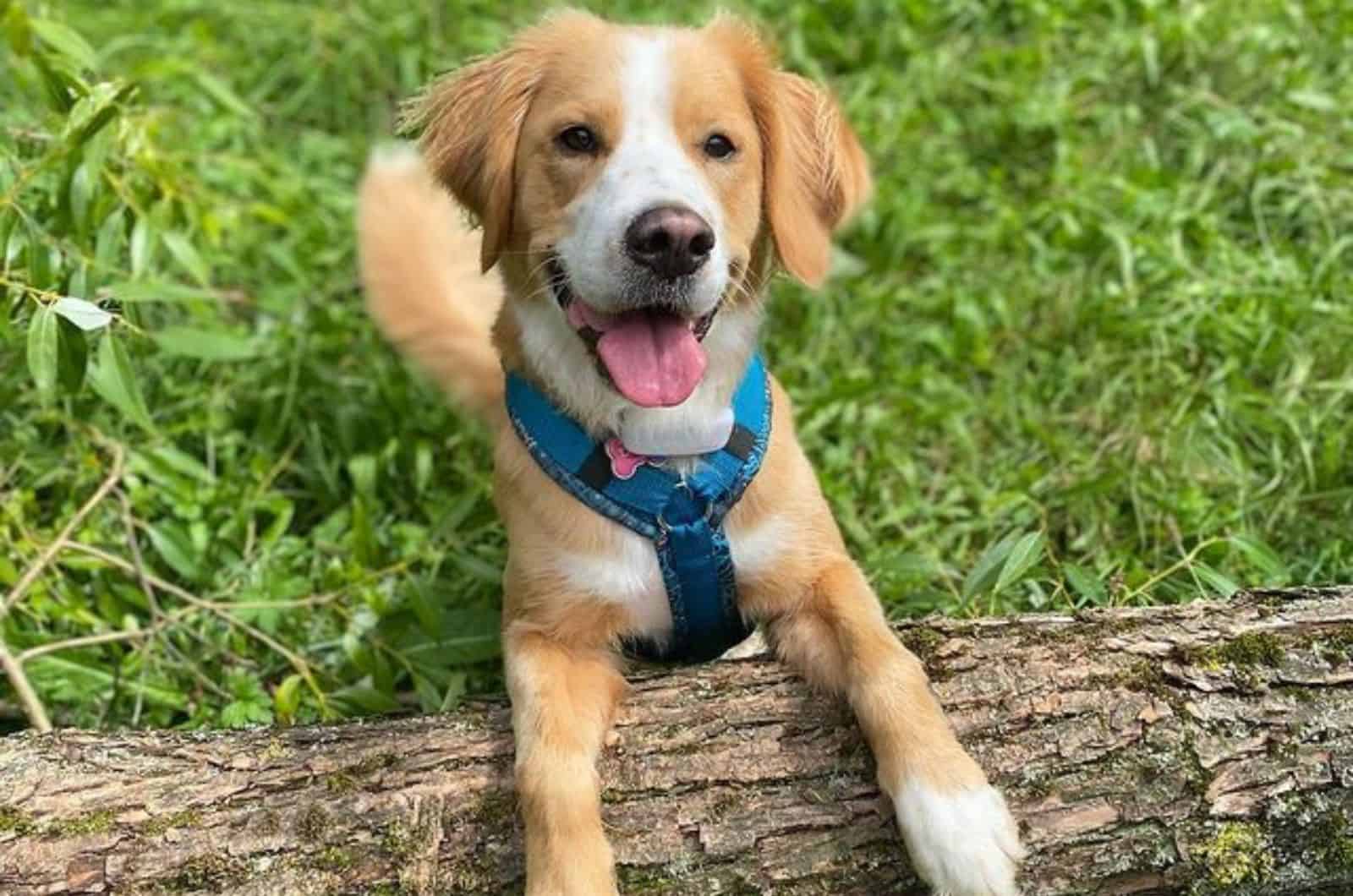 bernese mountain dog golden retriever in nature