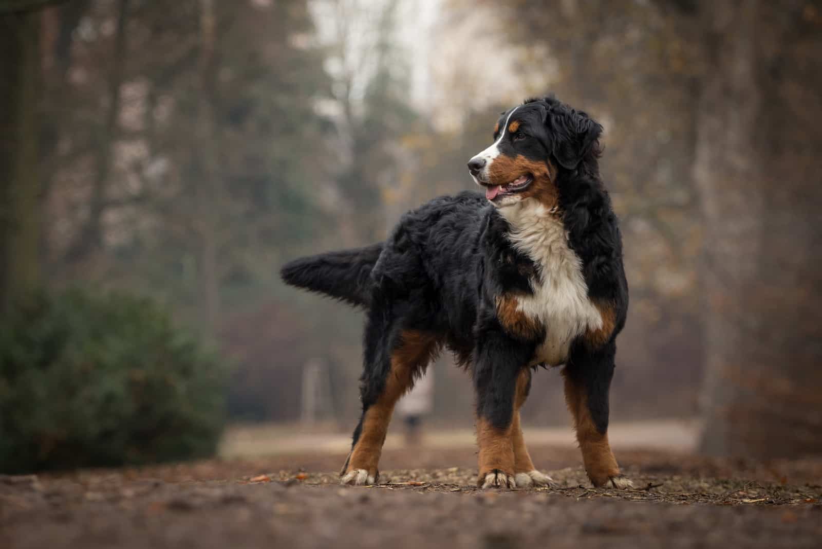 Bernese Mountain Dog Growth Chart For Pups And Adults