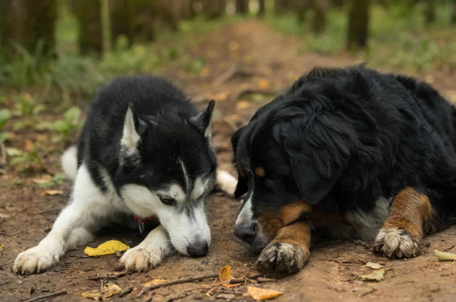 Bernese Mountain Dog Husky Mix: How Good Is Bernsky?