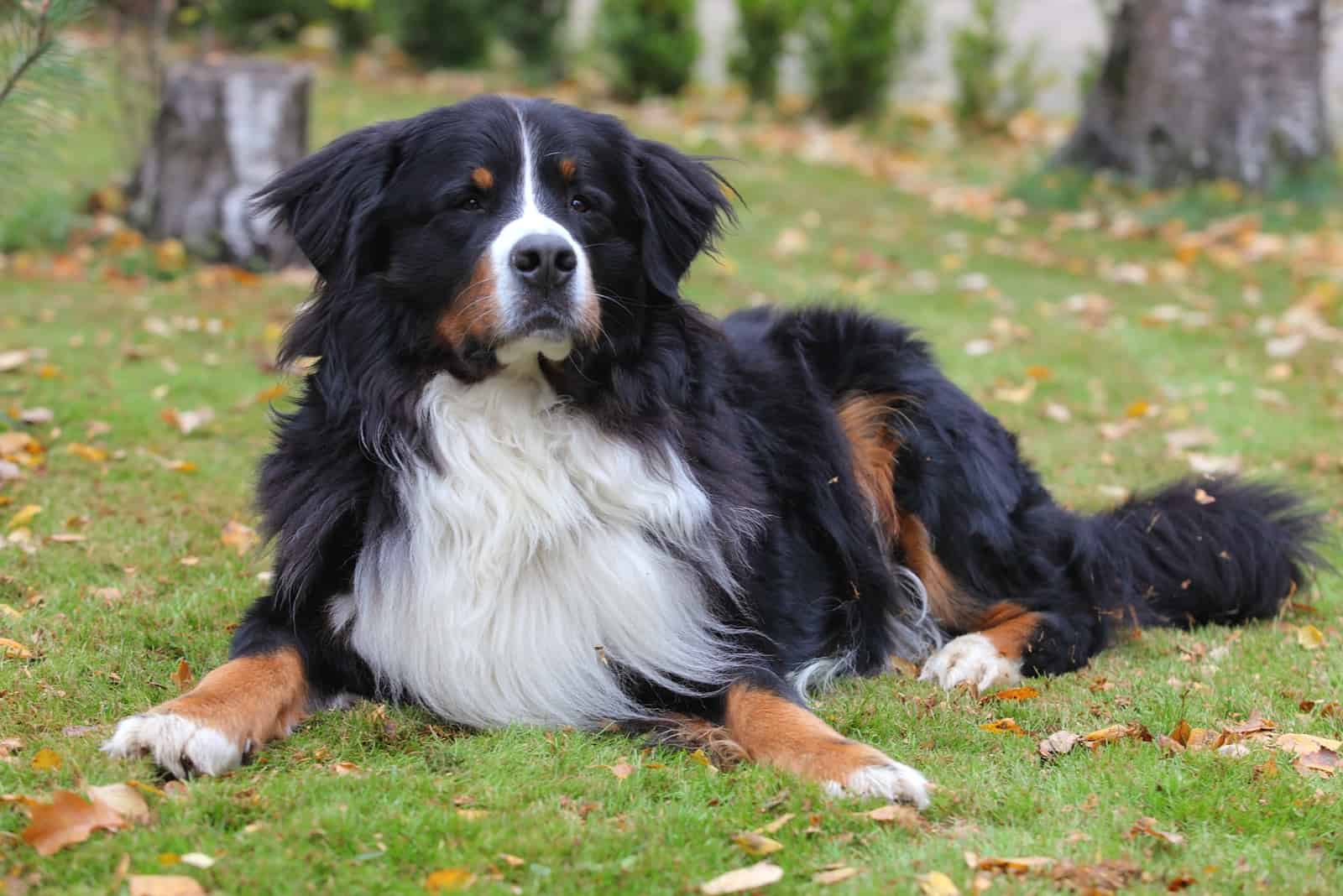 Bernese mountain dog lying on grass