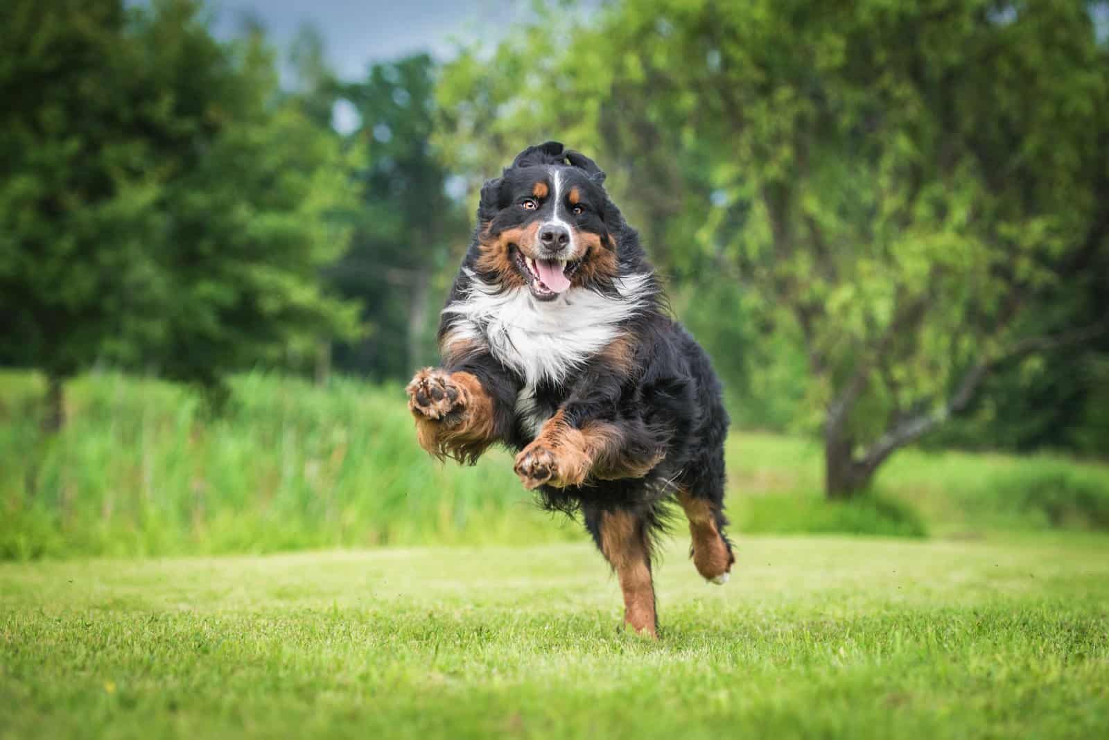 Bernese Mountain Dog running on grass