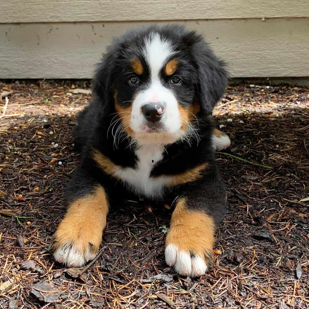 Bernese Mountain puppy outdoors