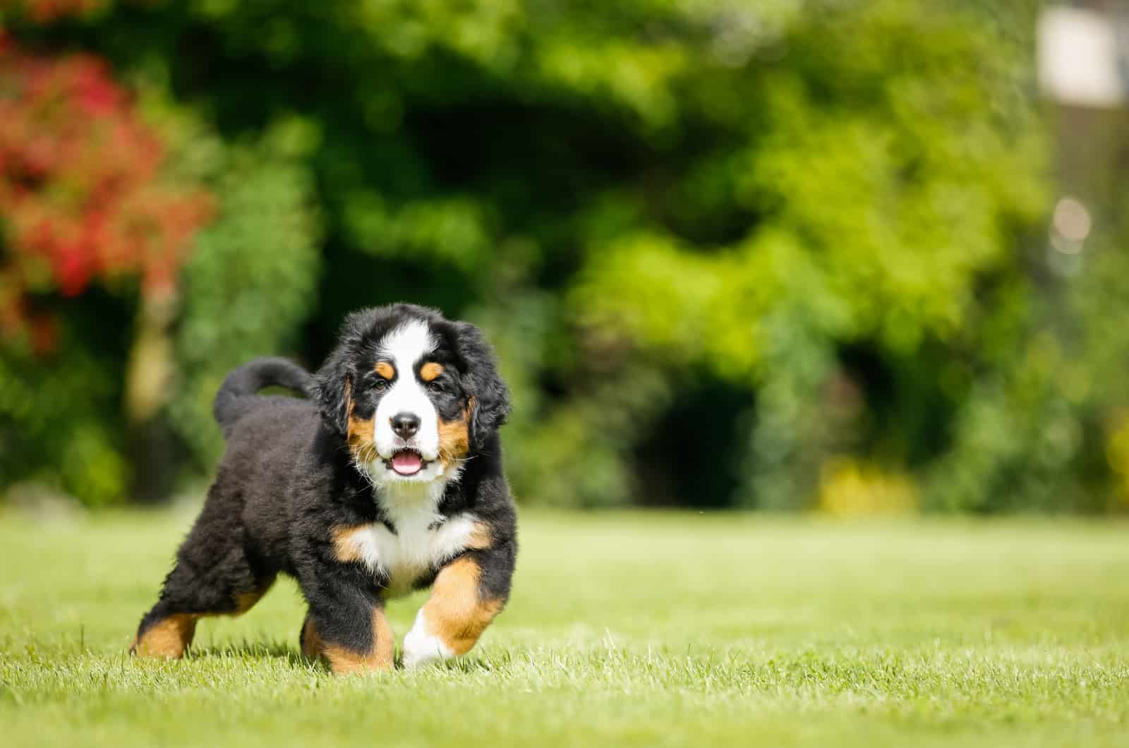 Bernese Mountain puppy runs