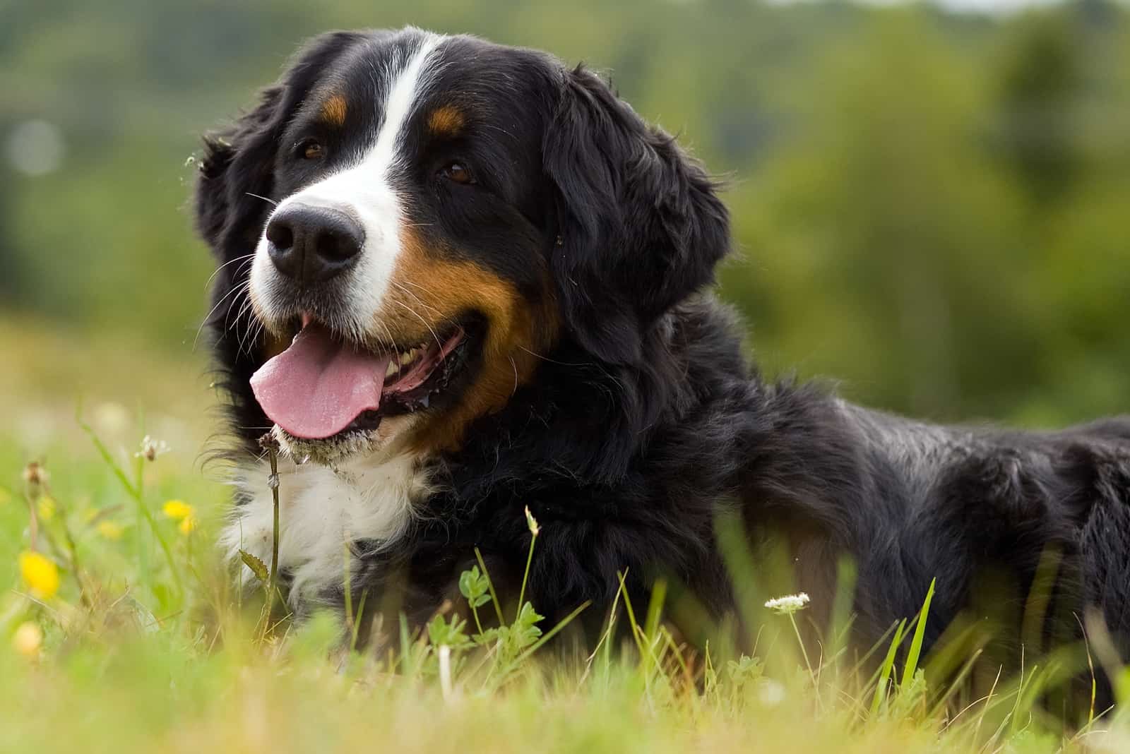 Best 5 Bernese Mountain Dog Breeders In California