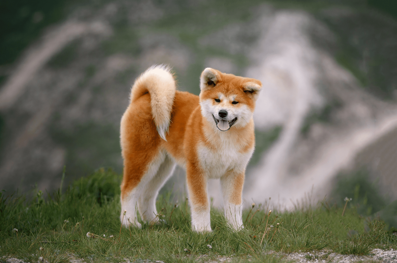 Best Akita Breeders In The U.S.: 7 Places To Find A Pet